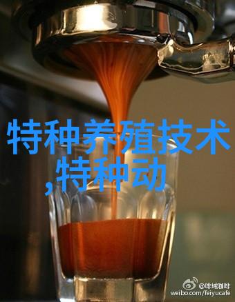 配种前期狐狸的饲养管理