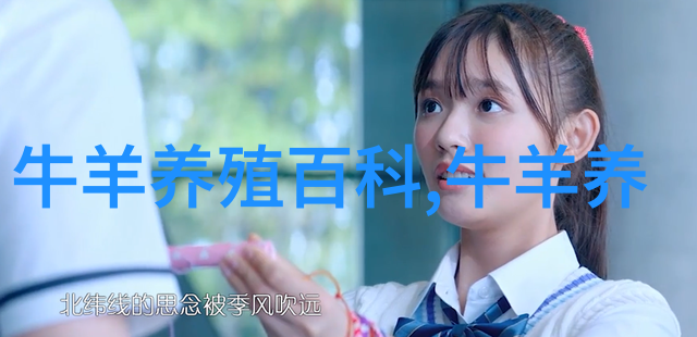 葵花饼喂羊