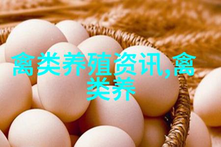 铜陵农民养鹅促增收